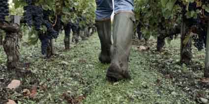 Chateau Croizet Bages im Weinberg